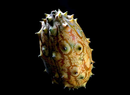 Fruit Kivano (Kiwano) melon on black backgroundの写真素材