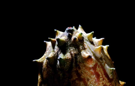 Fruit Kivano (Kiwano)  or horned melon isolated on black background. Close up.の写真素材
