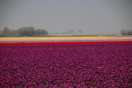 purple, orange, yellow and pink tulips in sunlight in rows in a flower field in Oude-Tonge on the island Goeree Overflakkee in the Netherlands.の写真素材