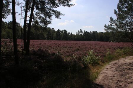 heathland in purple color in Gelderland on Veluwe on the end of the summer in the Netherlandsの写真素材