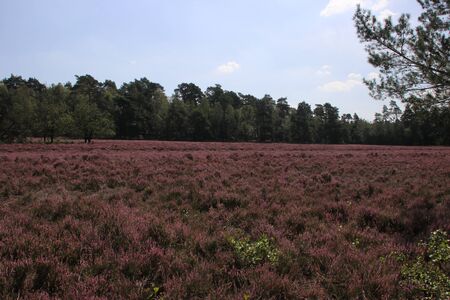 heathland in purple color in Gelderland on Veluwe on the end of the summer in the Netherlandsの写真素材