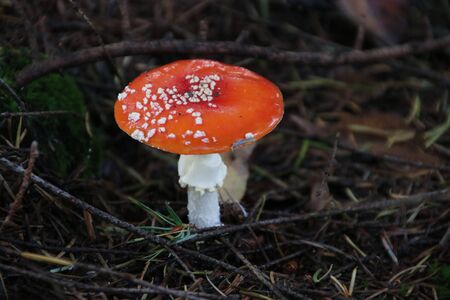 Toxic fly agaric mushroom during the autumn on the Veluwe area in the netherlands