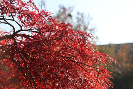 sun light on orange and red leaves of trees during the autumn in Nieuwerkerk aan den IJssel in the...