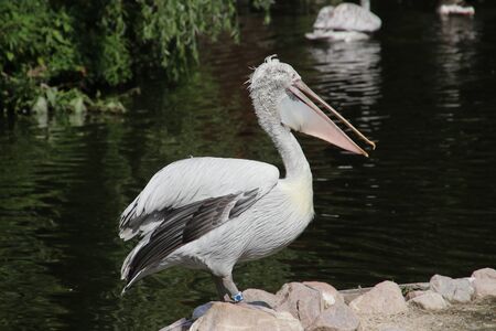 pelican in the water at the Rotterdam Blijdorp Zoo in the Netherlandsの写真素材
