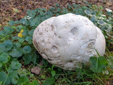Mushroom during the autumn season on the Veluwe forest in Gelderland named Calvatia gigantea,...