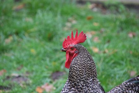 Barred Rock Rooster at a farm in Oldebroek in the Netherlands