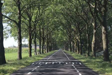 Country road with rows of poplar trees on both sides at Boskoop in the Netherlandsの写真素材