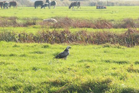 brown buzzard on a meadow at park hitland in nieuwerkerk aan den ijssel in the netherlandsの写真素材