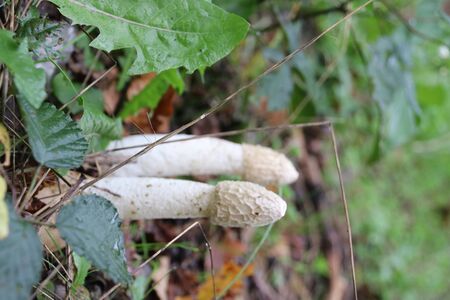 Mushroom during the autumn season on the Veluwe forest in Gelderland named Phallus impudicus, known...