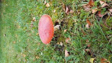 Amanita muscaria, commonly known as the fly agaric in the forest Veluwe in the Netherlands. This...