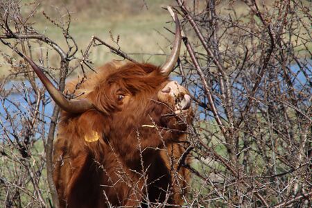 Red Scottish Highlander cow with large horns grazes in the dunes at the headland of Rozenburg