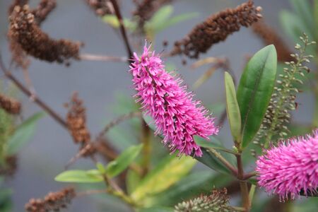 Flowers on the minor swartweed (persicaria minor) in Park Hitland in the Netherlandsの写真素材