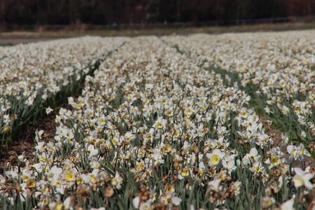 Fields full of daffodils that grow colorfully in Noordwijkerhout during the spring to harvest flower bulbs laterの写真素材