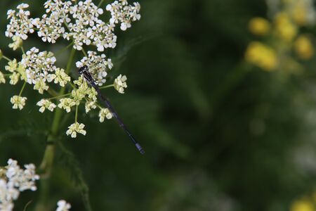 White pipwort grows as weeds along the roads in the Netherlands with a damselfly on itの写真素材