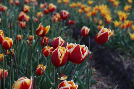 Yellow with red tulips illuminated by the sun in a flower bulb field in Noordwijkerhout in the Dutch Bulb Region in spring timeの写真素材