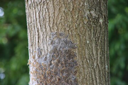 Oak processionary caterpillars in a tree where they form a nest in Nieuwerkerk aan den IJsselの写真素材