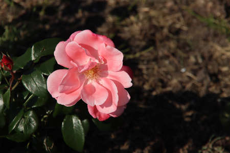 Rose Roseromanic in the Flora Rosarium in the village of Boskoop in the Netherlands in pink colorのeditorial素材