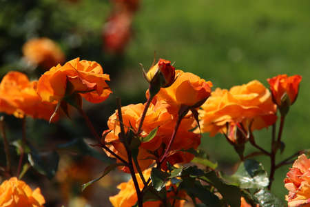 Rose Westzeit in the Flora Rosarium in the village of Boskoop in the Netherlands turning from orange to yellow colorのeditorial素材