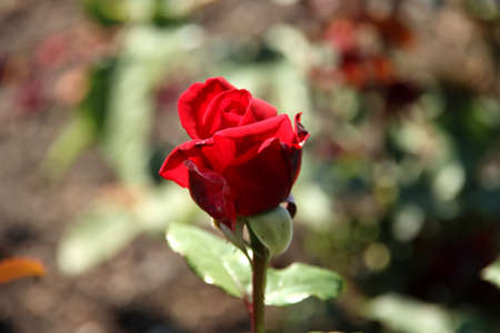 Rose Reines des Parfums in the Flora Rosarium in the village of Boskoop in the Netherlands in a red colorのeditorial素材