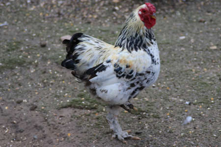 Chickens, rooster and small chicks are fed at a petting zoo at Landgoed 't Looの写真素材