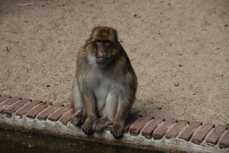 barbary macaque in the Ouwehand Zoo in the Netherlands