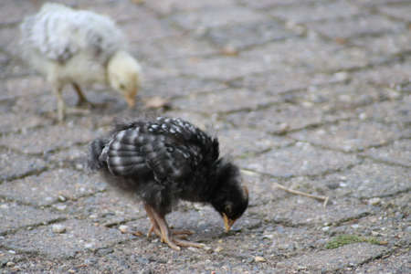 Chickens, rooster and small chicks are fed at a petting zoo at Landgoed 't Looの写真素材
