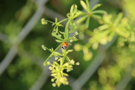 ladybug on a branch of cleavers in Rotterdam in the Netherlands