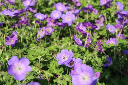 Cranesbill Geranium Rozanne in violet color in public flowerbed on the streets in the Netherlands