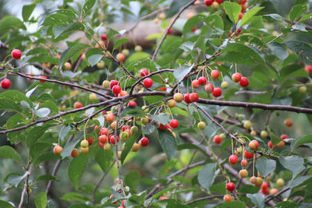 Riping cherries in a tree in green and red colors before birds eat them