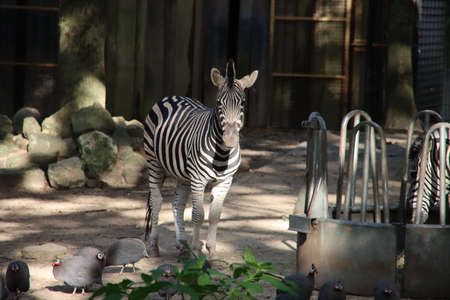 Chapman's zebra (Equus quagga chapmani) ehand Zoo in the Netherlandsの写真素材