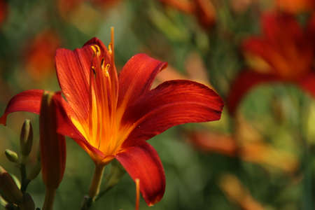 Yellow and red lily in flower bed on the streets of Nieuwerkerk aan den IJssel in the Netherlandsの写真素材