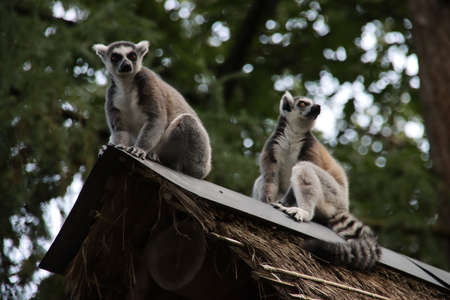 Lemurs are climbing in the Apenheul in Apeldoorn between the guests