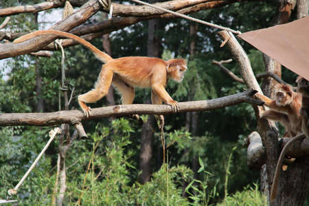 Trachypithecus auratus or Javan langur in the Apenheul in Apeldoorn in the Netherlands