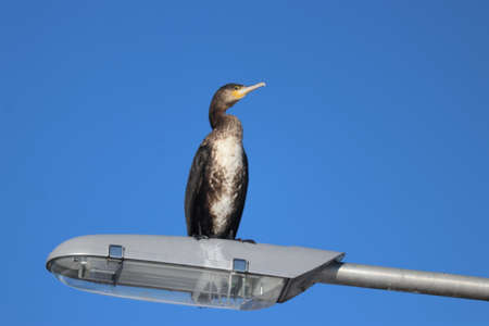 Cormorant drying on a lampshade of a lamppost in the netherlands