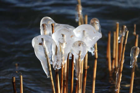 icicle caused by the wind on reed at the Zevenhuizerplas in the Netherlands