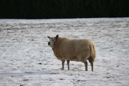 Snow on the meadows and roads in the Zuidplaspolder in the Netherlands with frozen ditchesの写真素材