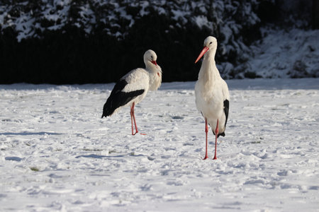 pair of storks looking for food in the snowy grass in the village of Nieuwerkerk aan den IJssel