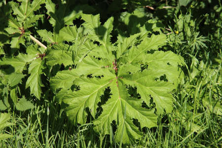 Green leaves of the Hogweed plant along side of the Road in the Netherlands