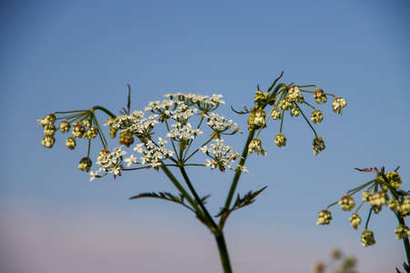 wild uncultivated flowers of sedum along the side of the Road in the Netherlands