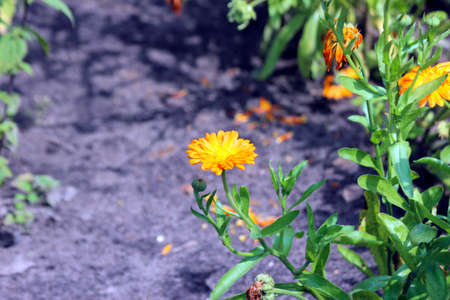 Calendula officinalis or common marigold in botanic garden in the Netherlandsの写真素材