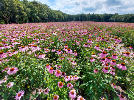 Fields of Echinacea purpurea or eastern purple coneflower in medical garden in "t Hardeの写真素材