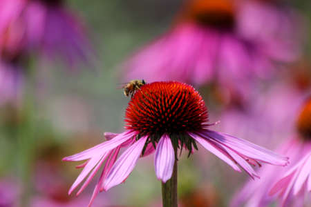Fields of Echinacea purpurea or eastern purple coneflower in medical garden in "t Hardeの写真素材