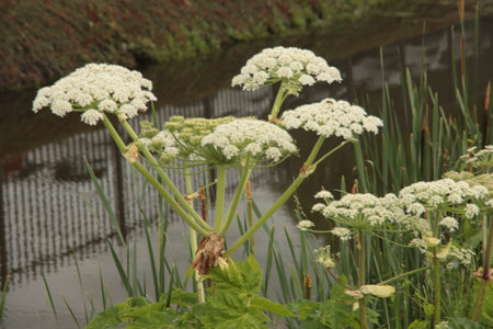 Flowers in the hogweed plant that can be dangerous for humans and animals in Netherlandsの写真素材