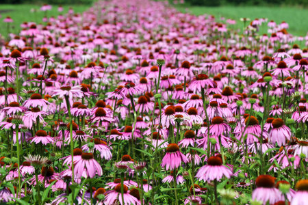 Fields of Echinacea purpurea or eastern purple coneflower in medical garden in "t Hardeの写真素材