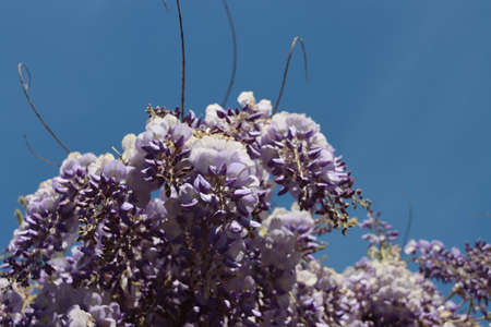 Blue colors of the Wisteria flowers during springtime in the Netherlandsの写真素材