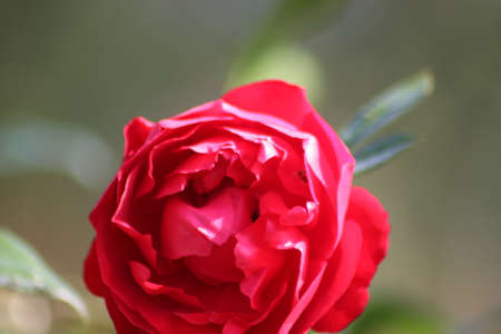 Guldemondplantsoen in Netherlands, large rosarium in Boskoop with close up of rose species Florentinaの写真素材