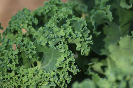 Leaves of the Kale plant at a kitchen Garden in Nieuwerkerk aan den IJssel