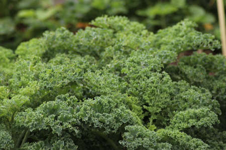 Leaves of the Kale plant at a kitchen Garden in Nieuwerkerk aan den IJssel