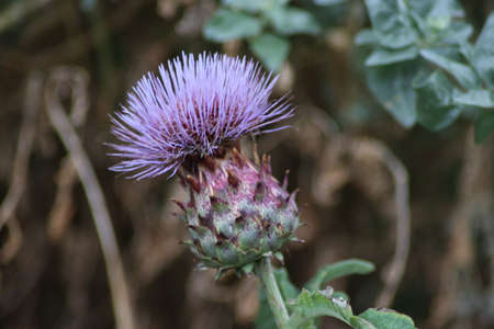 Artichoke flower head in close up in a kitchen garden in Nieuwerkerk aan den IJsselの写真素材