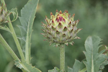 Artichoke flower head in close up in a kitchen garden in Nieuwerkerk aan den IJsselの写真素材